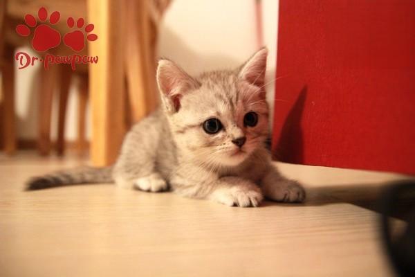 犬恶心丝虫病(图2)