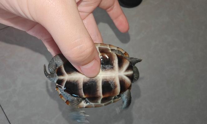 中华草龟的养殖与伴侣选择（与中华草龟相宜的伴侣及养殖要点） - 悠悠酷狗网