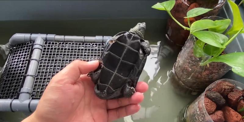 中华草龟的养殖与伴侣选择（与中华草龟相宜的伴侣及养殖要点）(图2)