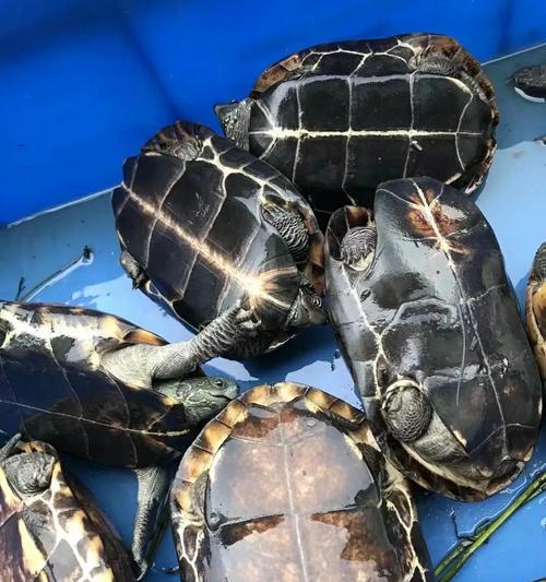 中华草龟的养殖与伴侣选择（与中华草龟相宜的伴侣及养殖要点）(图3)