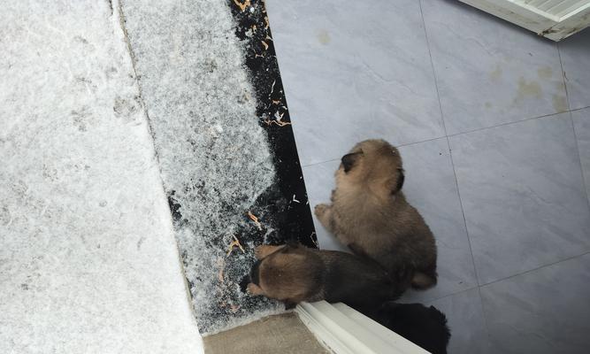 关于满月的家狗的饮食，你需要知道的一切（满月时家狗的饮食需求及建议）(图2)