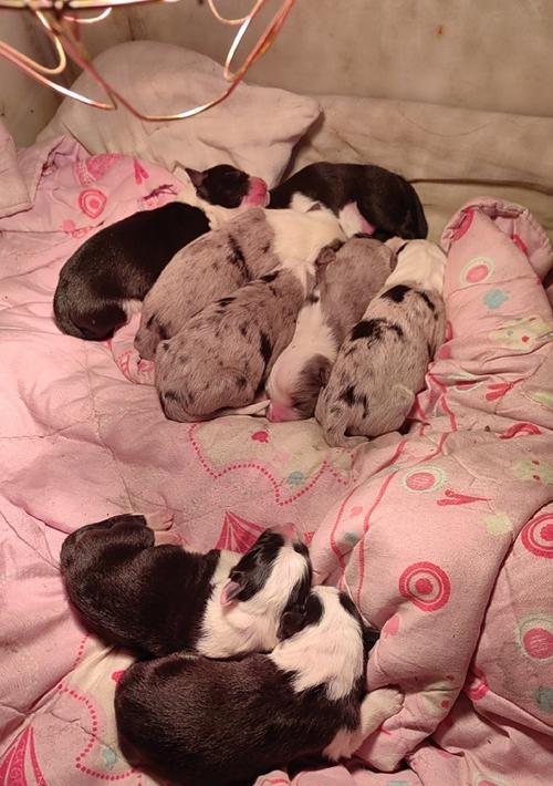 关于满月的家狗的饮食，你需要知道的一切（满月时家狗的饮食需求及建议）(图3)