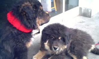 狗为何变成杂食动物（探究狗类食性的进化过程及原因） - 悠悠酷狗网