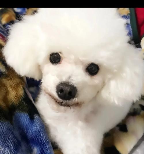 满月狗的奶粉喂养指南（了解适合满月狗的奶粉类型及喂养方法） - 悠悠酷狗网