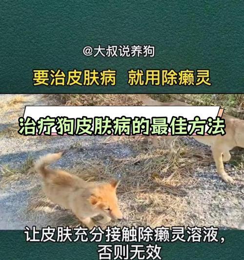 为皮肤病的狗选择适当的饮食（了解狗狗皮肤病情况，合理选择食物保持健康）(图1)