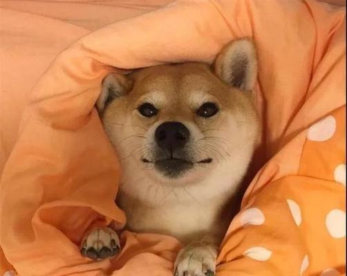 狗狗为什么喜欢在床上撒尿？（探究狗狗在床上撒尿的原因和解决方法）(图3)