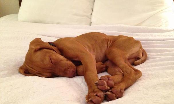 狗狗为什么喜欢在床上撒尿？（探究狗狗在床上撒尿的原因和解决方法） - 悠悠酷狗网