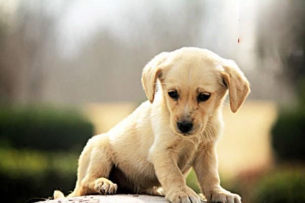 犬类丝虫病 - 悠悠酷狗网