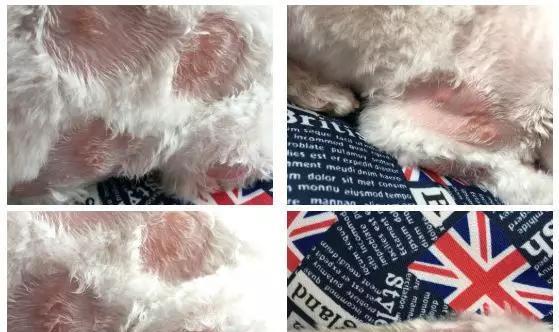 狗狗下巴长白色东西的原因及处理方法（了解狗狗下巴白色物质的意义，帮助宠物更健康）(图1)