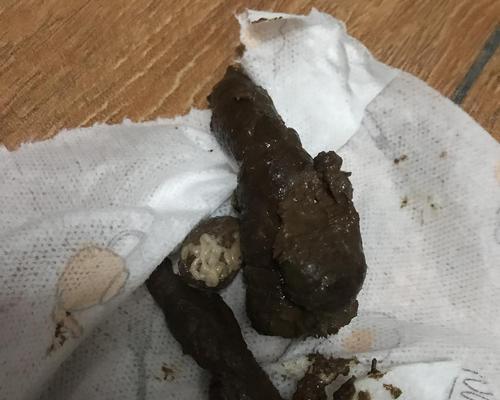 猫的粪便特征及其健康指标（探究猫的排便习惯和健康状况，了解什么是正常的猫粪便） - 悠悠酷狗网