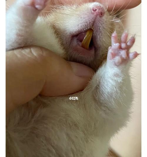 仓鼠磨牙的重要性及适用工具选择(图2)