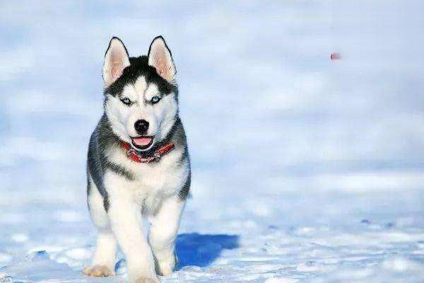 钩虫病(犬) - 悠悠酷狗网