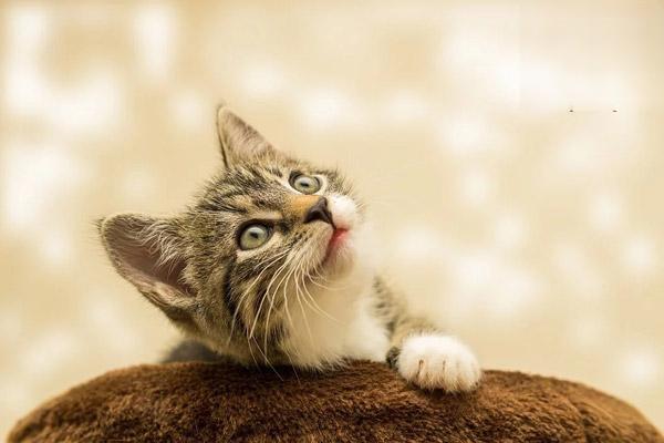 蛔虫病(犬猫) - 悠悠酷狗网