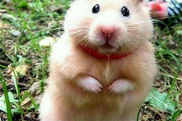 仓鼠流鼻血是怎么回事？ - 悠悠酷狗网