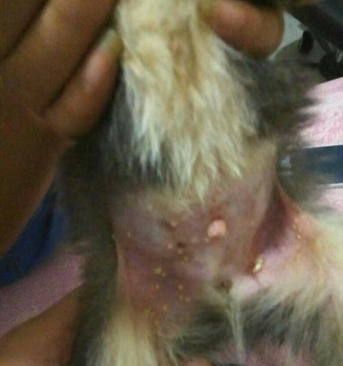 狗狗下巴长白色东西的原因及处理方法（了解狗狗下巴白色物质的意义，帮助宠物更健康）(图3)