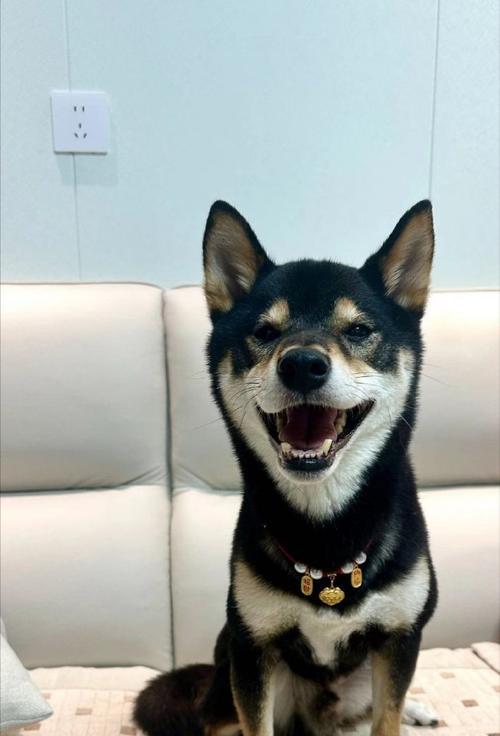 白鼻子狗品种大全，了解不同犬种特性与选择建议(图3)