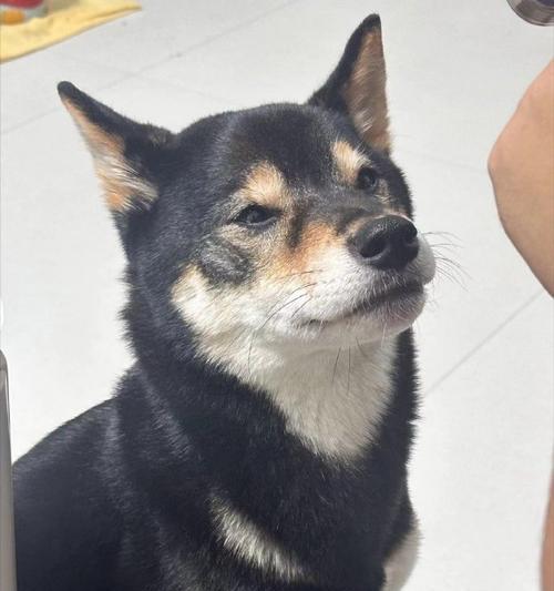 白鼻子狗品种大全，了解不同犬种特性与选择建议(图2)