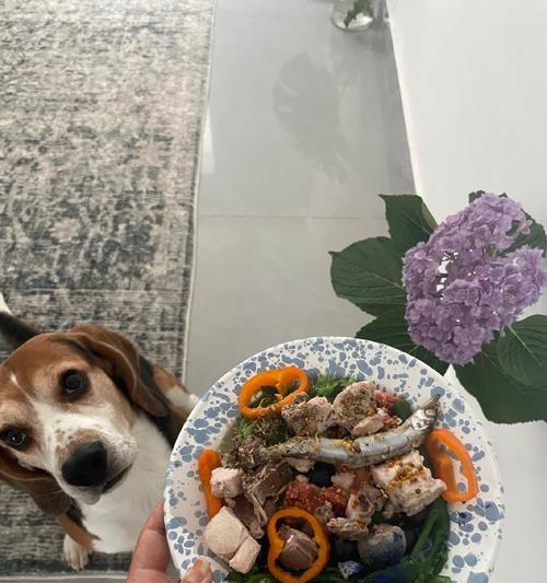 比格犬健康饮食指南：营养搭配与喂养建议(图3)