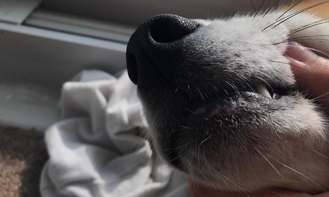 狗狗下巴长白色东西的原因及处理方法（了解狗狗下巴白色物质的意义，帮助宠物更健康）(图2)