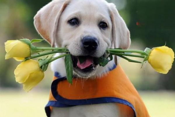 绦虫病(犬猫)(图2)