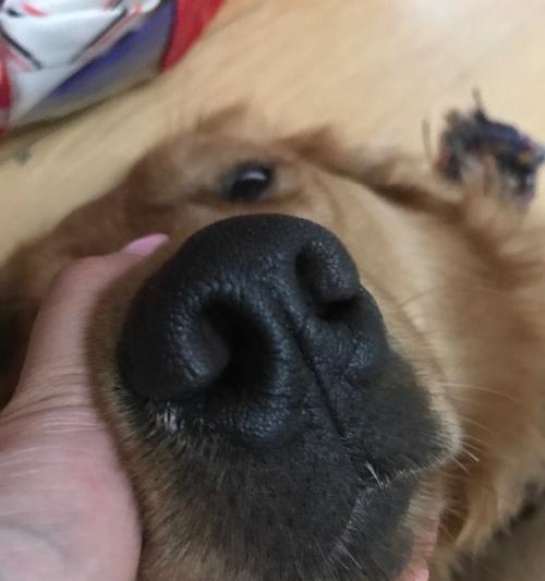 狗鼻子有白色鼻涕的原因解析（了解狗鼻子白色鼻涕的成因和应对方法）(图2)