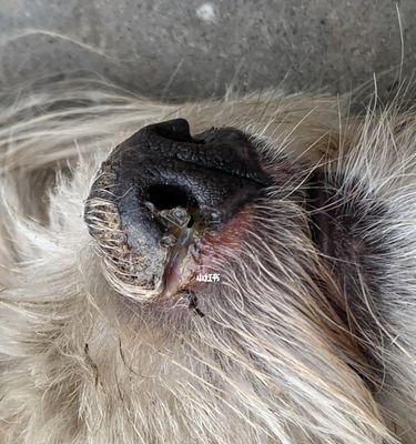 狗鼻子有白色鼻涕的原因解析（了解狗鼻子白色鼻涕的成因和应对方法）(图3)