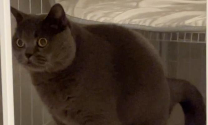 猫粪便健康指南，了解宠物消化情况与预警信号(图3)