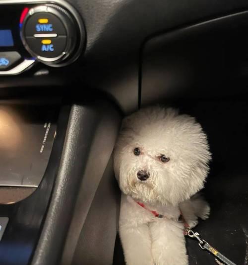 狗喜欢坐门口的多重原因揭秘(图1)