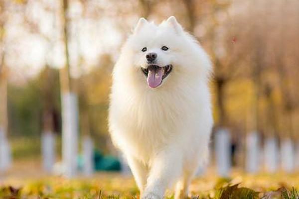 犬猫毛尾线虫病 - 悠悠酷狗网