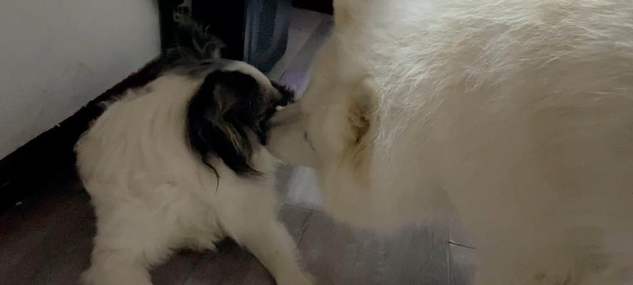 狗喜欢坐门口的多重原因揭秘(图2)