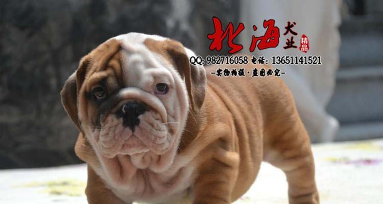 英牛犬市场价格分析：影响因素与合理选择指南(图1)