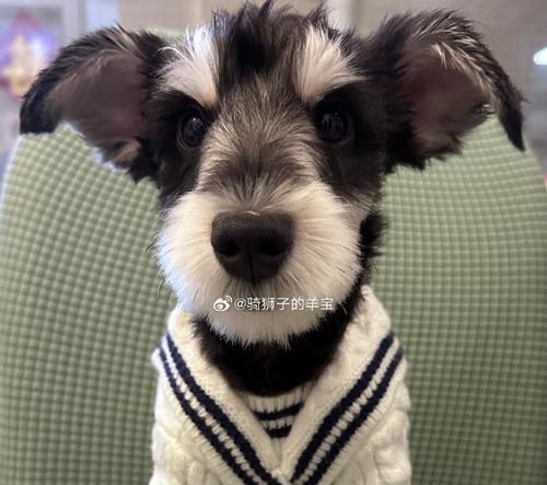 小狗六脚趾成因解析及影响因素详解(图1) 小狗六脚趾成因解析及影响因素详解(图1)