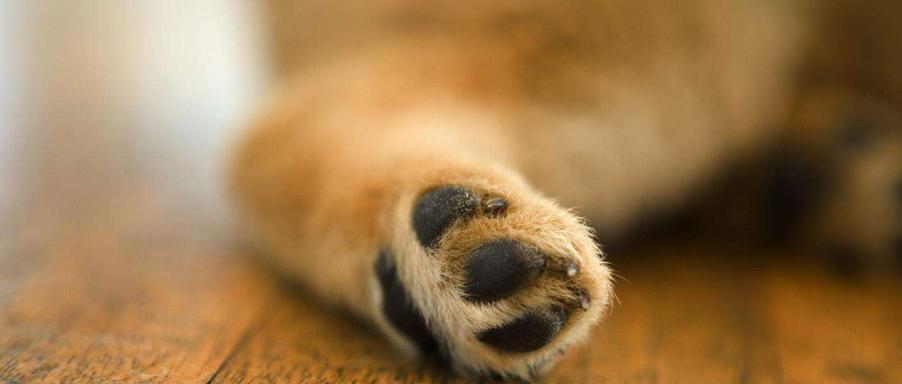 小狗六脚趾成因解析及影响因素详解(图3) 小狗六脚趾成因解析及影响因素详解(图3)