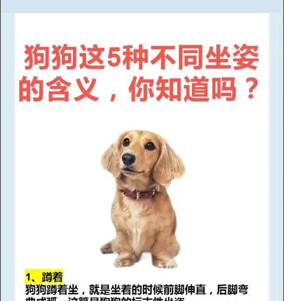 小狗六脚趾成因解析及影响因素详解(图2) 小狗六脚趾成因解析及影响因素详解(图2)