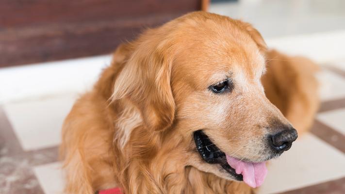 选择金毛犬名字的全面指南，提升宠物关系与训练效果(图3)