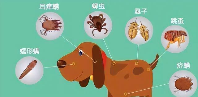 小狗驱虫时间表及健康维护指南(图3)