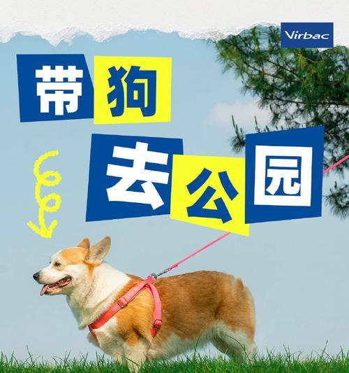 小狗驱虫时间表及健康维护指南 - 悠悠酷狗网