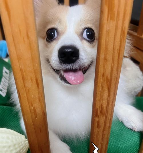 狗狗为什么喜欢在床上撒尿？（探究狗狗在床上撒尿的原因和解决方法）(图2)