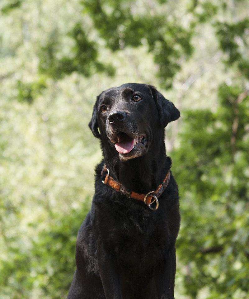 黑狗白胸犬种特色及养护指南，打造理想宠物伙伴(图3)