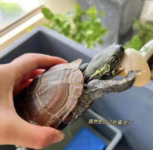 巴西龟繁殖习性详解：生蛋地点选择与保护措施 - 悠悠酷狗网