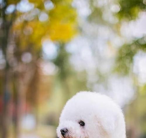 探秘火爆毛狗狗品种，了解它们的魅力与特点 - 悠悠酷狗网