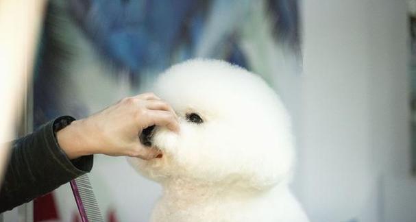 探秘火爆毛狗狗品种，了解它们的魅力与特点(图2)