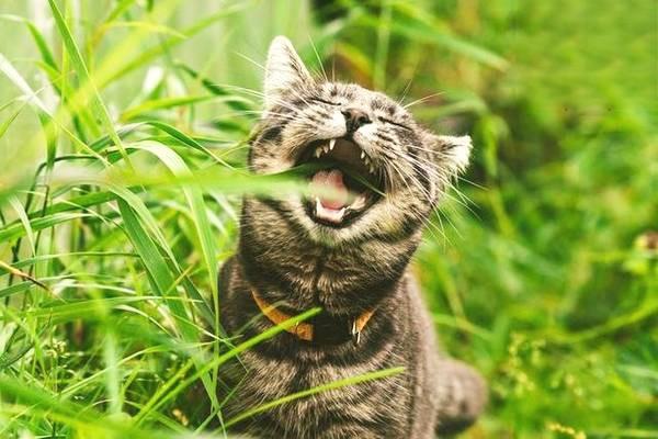 眼虫病(犬猫) - 悠悠酷狗网