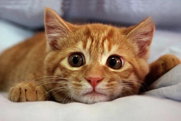 犬、猫类圆线虫病 - 悠悠酷狗网