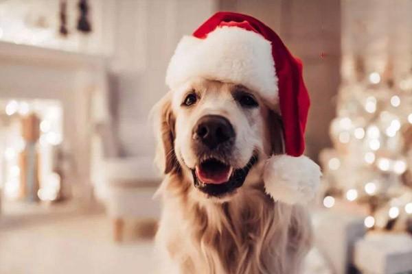 犬猫旋毛虫病 - 悠悠酷狗网