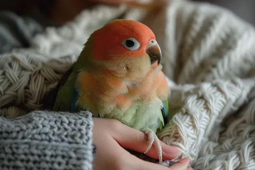 玄凤鹦鹉突然变得很凶是怎么回事？(图1)