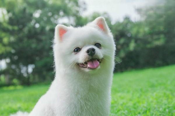 犬猫裂体吸虫病 - 悠悠酷狗网