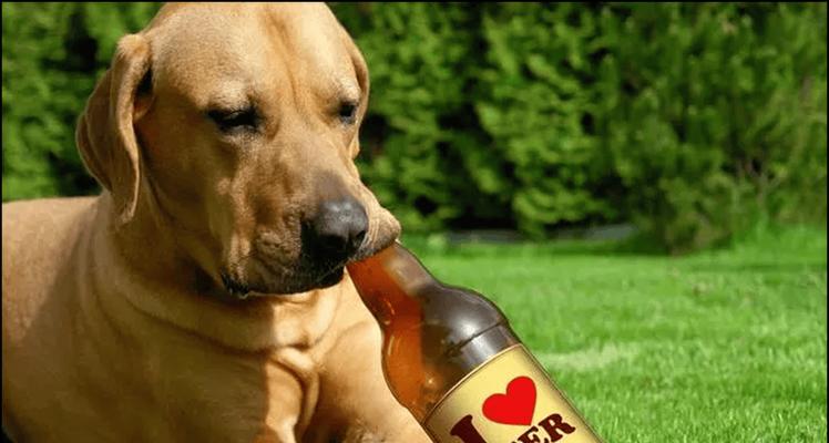 狗狗不能吃的肉有哪些？（了解狗狗的饮食禁忌，守护它们的健康）(图3)