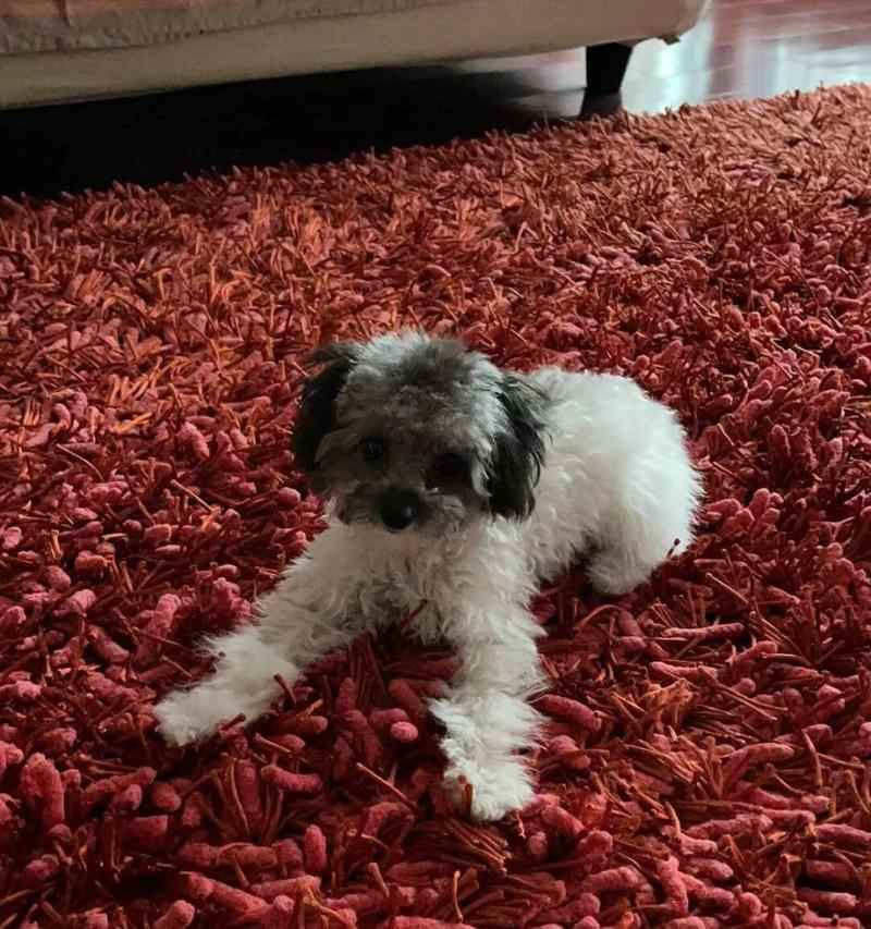 八个月泰迪的饮食禁忌（了解八个月泰迪的饮食禁忌，让宠物更健康）(图1)