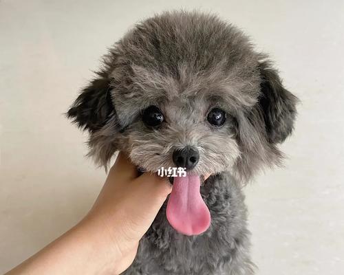 八个月泰迪的饮食禁忌（了解八个月泰迪的饮食禁忌，让宠物更健康）(图2)